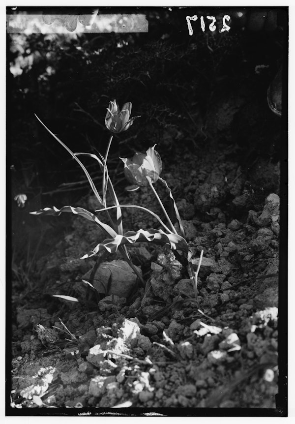 Photograph of Palestinian wildflower